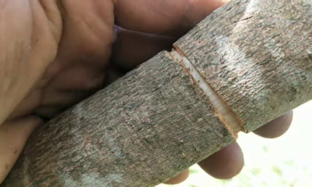 Kỹ thuật khoanh cành kích nhãn ra hoa