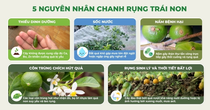 5 nguyên nhân khiến cho cây chanh bị rụng trái non