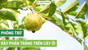 các bước trị rầy phấn trắng trên cây ổi