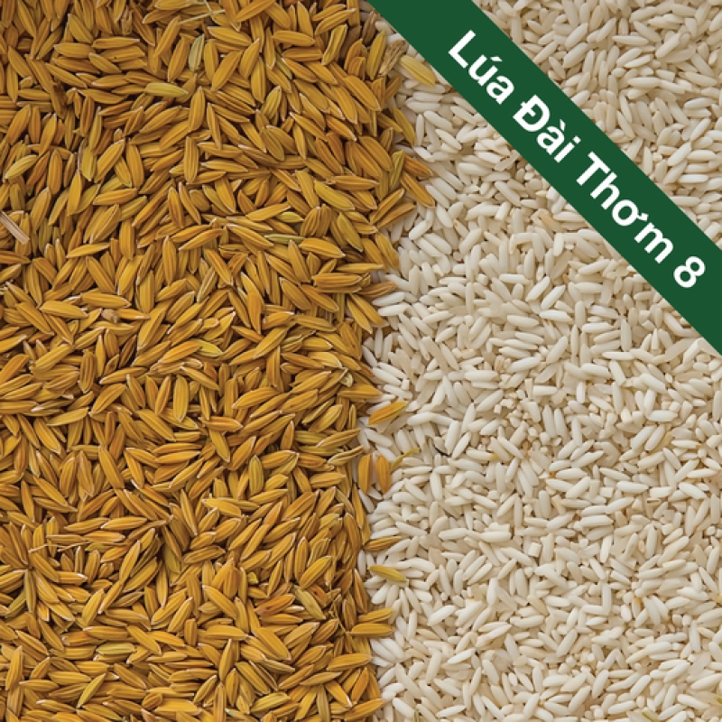Chất lượng lúa đài thơm 8