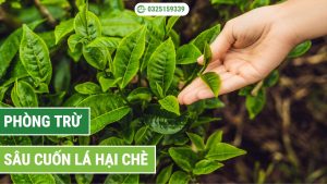 cách phòng trừ sâu cuốn lá chè