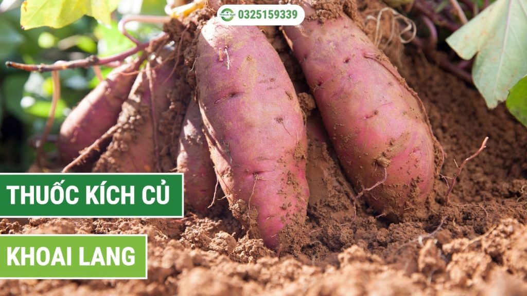 thuốc kích củ khoai lang D45