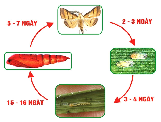 Vòng đời của sâu cuốn lá chè