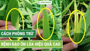 Cách xử lý bệnh đạo ôn lúa