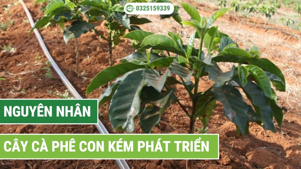 các nguyên nhân khiến cây cà phê con kém phát triển