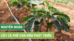 các nguyên nhân khiến cây cà phê con kém phát triển