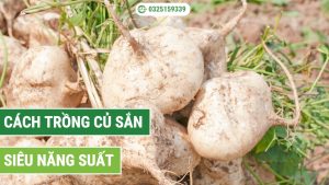 cách trồng củ sắn giúp củ to, ngọt lịm