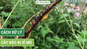 cách xử lý cây đào bị xì mủ qua 4 bước triệt để