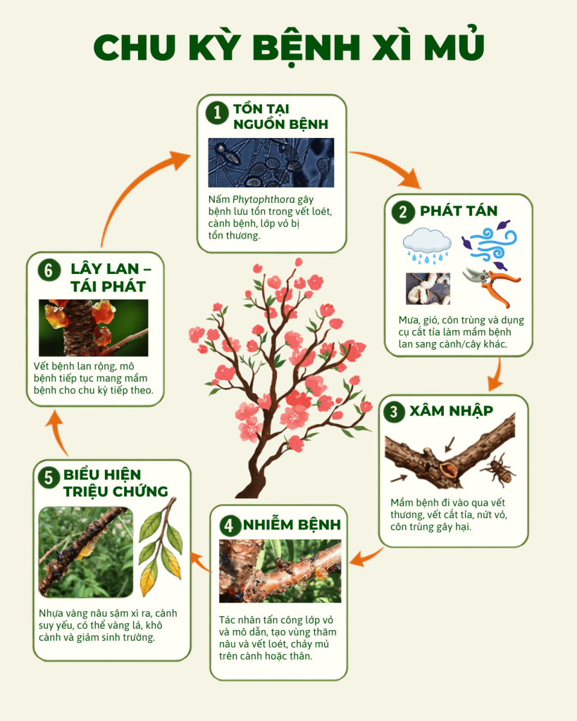 Chu kỳ lây nhiễm của bệnh xì mủ trên cây đào