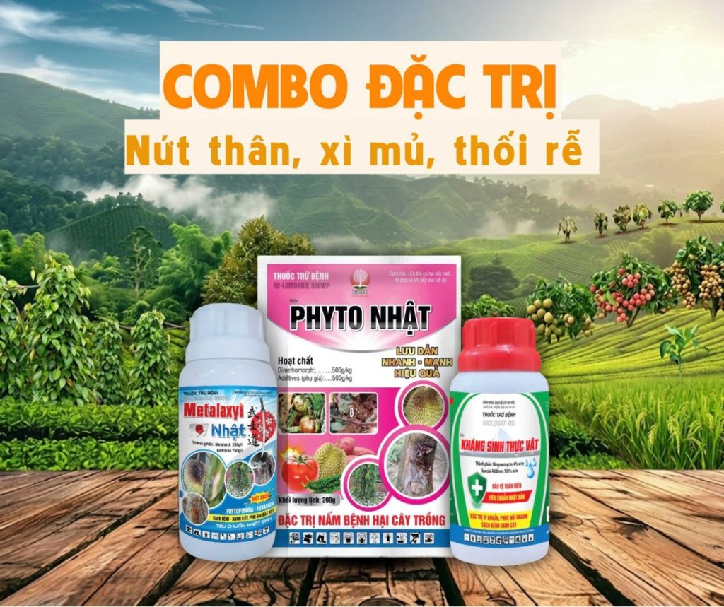 combo samurai trị nứt thân xì mủ