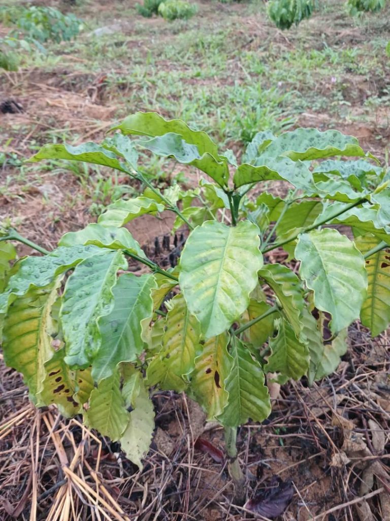 cây cà phê con kém phát triển do rỉ sắt