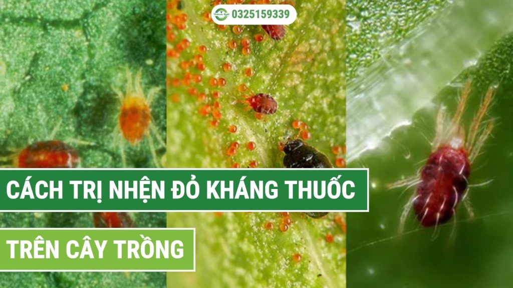 cách trị nhện đỏ kháng thuốc