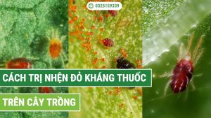 cách trị nhện đỏ kháng thuốc