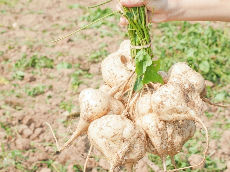 thu hoạch củ sắn chất lượng