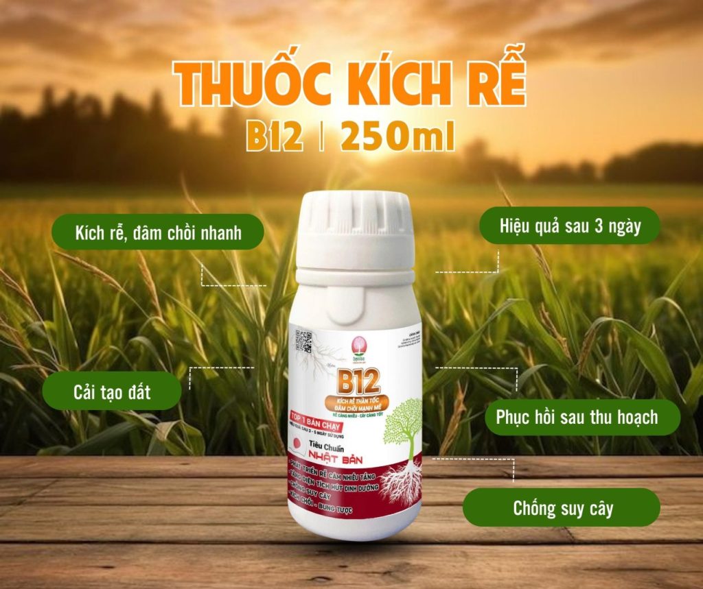 Thuốc kích rễ B12