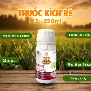 Thuốc kích rễ B12