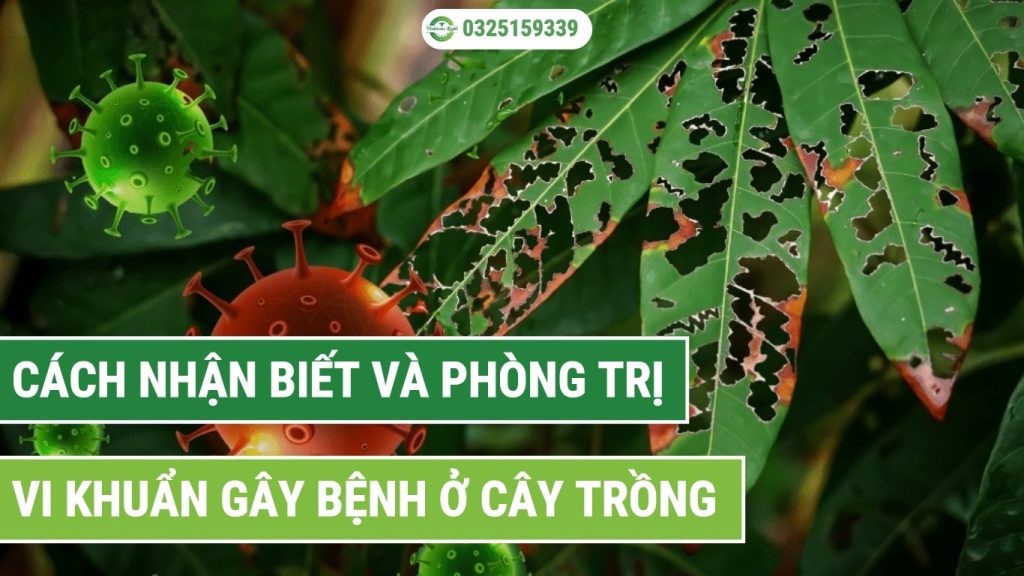 cách nhận biết và phòng trị vi khuẩn gây bệnh ở cây trồng