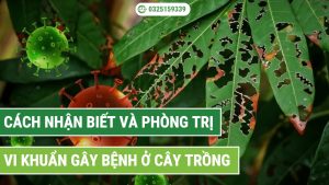 cách nhận biết và phòng trị vi khuẩn gây bệnh ở cây trồng