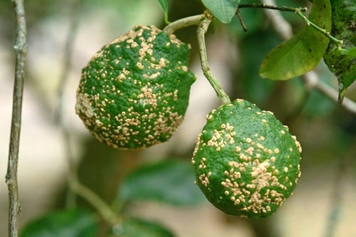 Triệu chứng bệnh ghẻ nhám trên cây chanh
