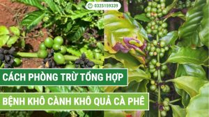 cách phòng trừ tổng hợp bệnh khô cành khô quả trên cây cà phê