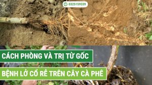 Cách phòng và trị bệnh lở cổ rễ trên cây cà phê