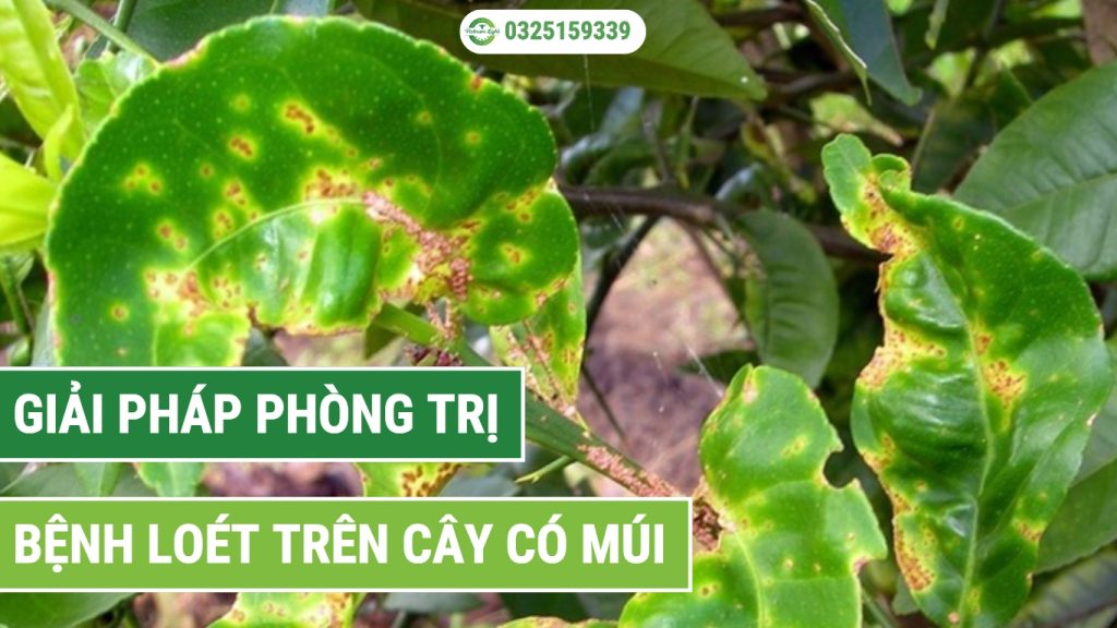 Cách xử lý và phòng trị bệnh loét trên cây có múi