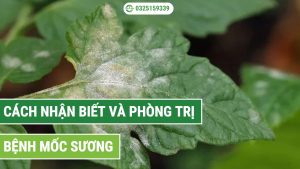 cách nhận biết và phòng trị bệnh mốc sương trong điều kiện ẩm ướt