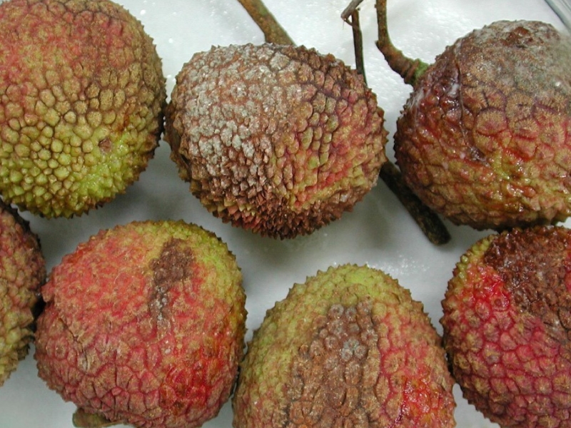 Dấu hiệu bệnh mốc sương trên cây vải