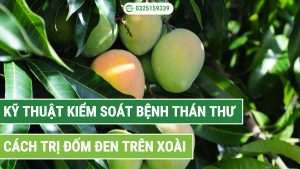 Kỹ thuật kiểm soát bệnh thán thư trên xoài và cách trị đốm đen trên xoài