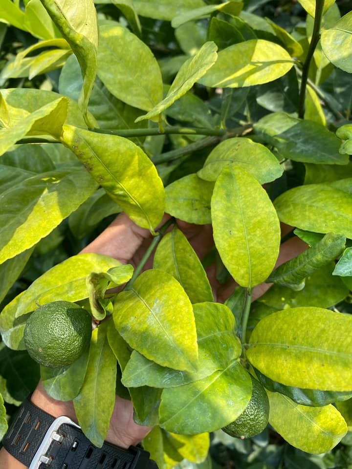 Bệnh vàng lá thối rễ trên cây chanh