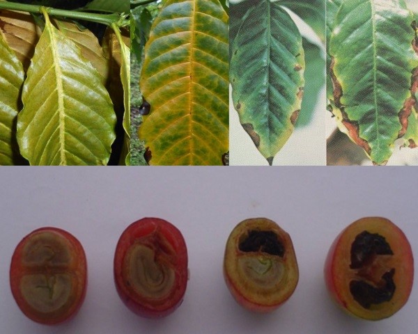 Biểu hiện lá cây cà phê thiếu Kali