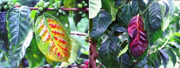 Biểu hiện lá cây cà phê thiếu lân