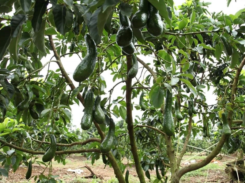 giống bơ 034 lâm đồng trái dài