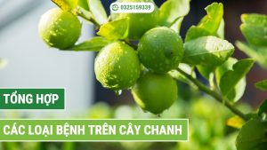 Tổng hợp chuyên sâu về các loại bệnh trên cây chanh