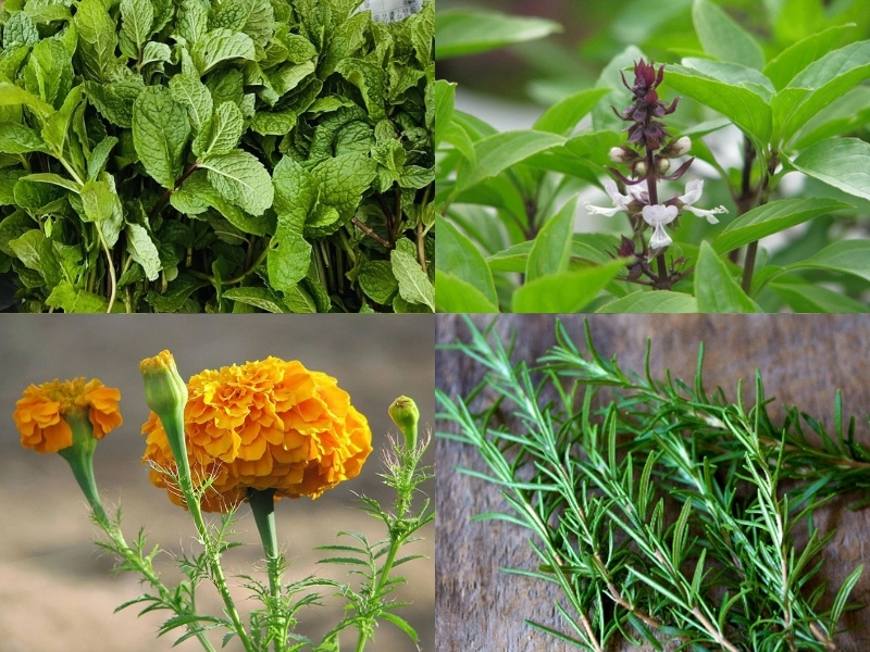 Trồng xen canh các loại cây xua đuổi sâu, côn trùng cho vườn
