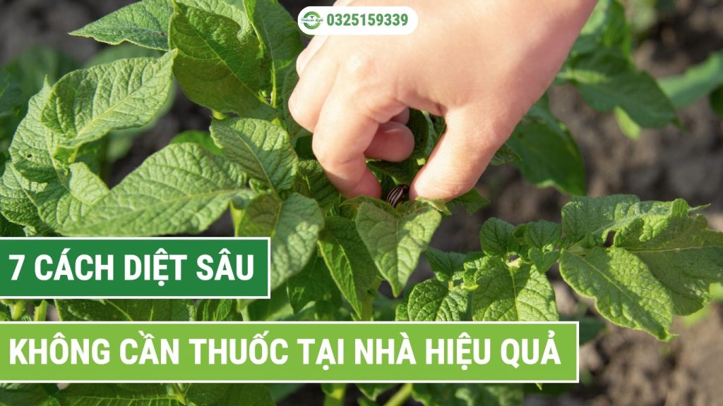 Cach diệt sâu không cần thuốc tại nhà an toàn mà hiệu quả