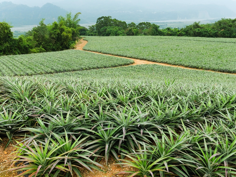 Tiêu chuẩn của cây dứa để dùng thuốc kích dứa ra hoa