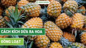 Cách kích dứa ra hoa đồng loạt