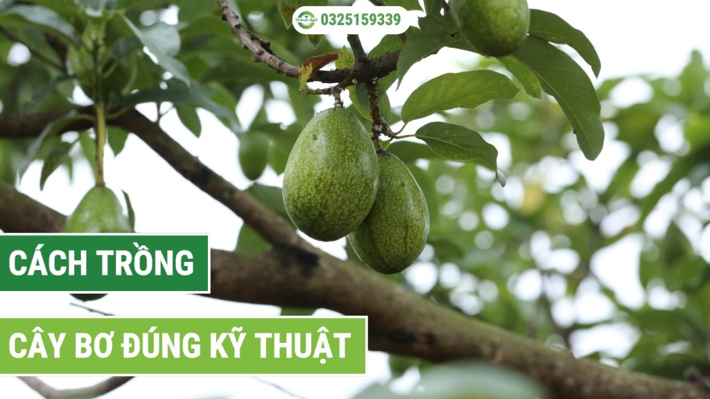 cách trồng cây bơ đúng kỹ thuật theo từng bước