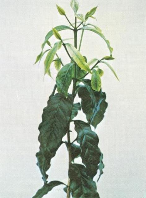 Cây cà phê thiếu Bo