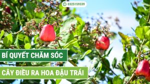 bí quyết chăm sóc cây điều ra hoa đậu trái