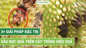 Giải pháp đặc trị sâu đục quả hiệu quả