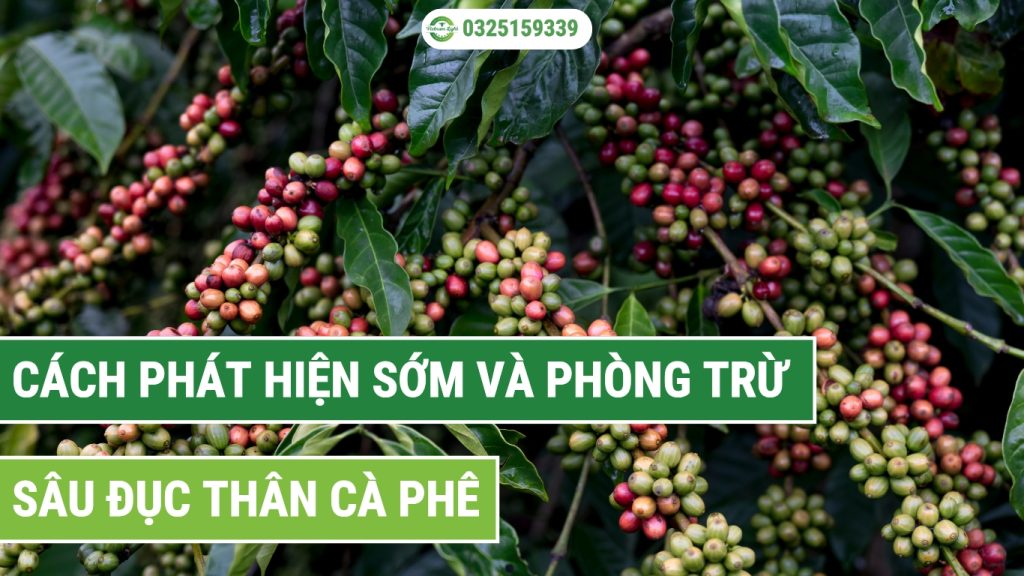 cách phát hiện sớm và phòng trừ sâu đục thân cà phê hiệu quả