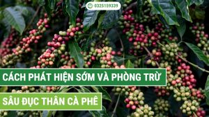 cách phát hiện sớm và phòng trừ sâu đục thân cà phê hiệu quả