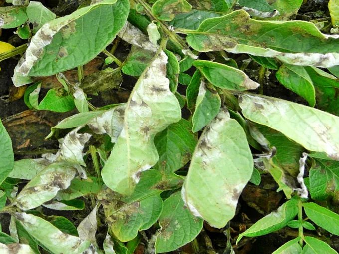 dấu hiệu bệnh mốc sương trên lá cây khoai tây