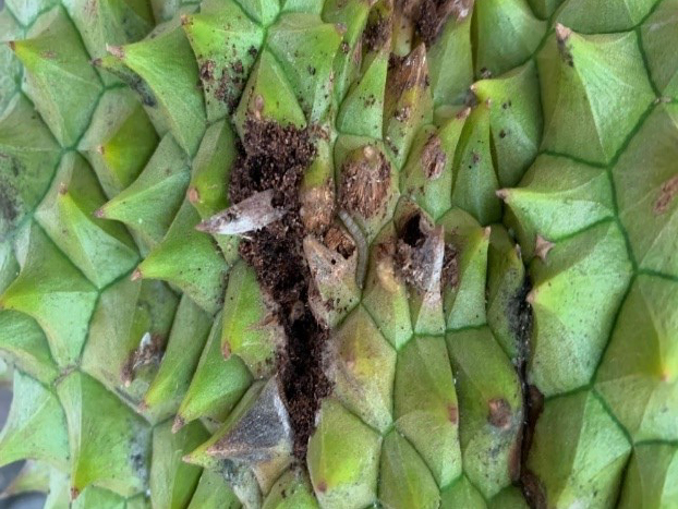 Dấu hiệu sầu riêng bị sâu đục trái tấn công