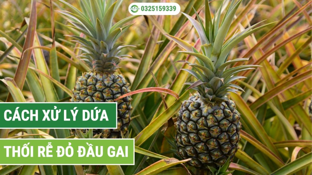 cách xử lý dứa thối rễ đỏ đầu gai triệt để