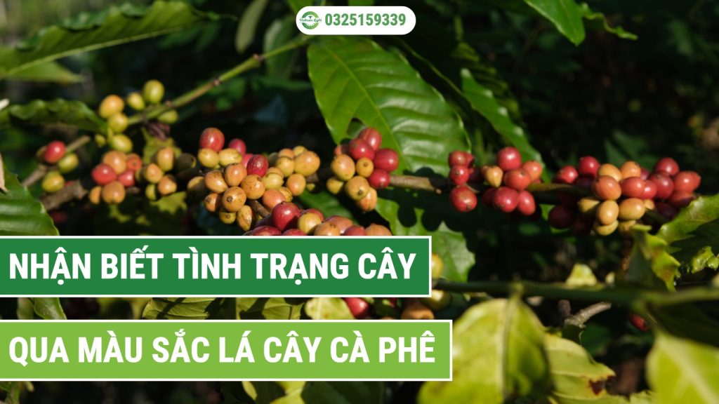Nhận biết tình trạng cây thông qua màu sắc lá cây cà phê