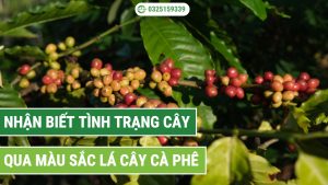 Nhận biết tình trạng cây thông qua màu sắc lá cây cà phê