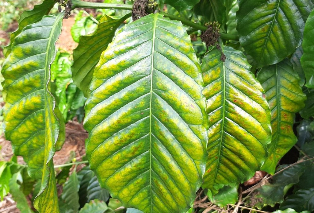 Biểu hiện của lá cây cà phê thiếu Magie